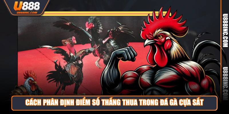 cach phan dinh diem so thang thua trong da ga cua sat Cách phân định điểm số thắng thua trong đá gà cựa sắt