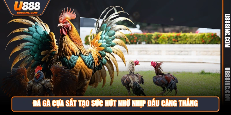 da ga cua sat tao suc hut nho nhip dau cang thang Đá gà cựa sắt tạo sức hút nhờ nhịp đấu căng thẳng