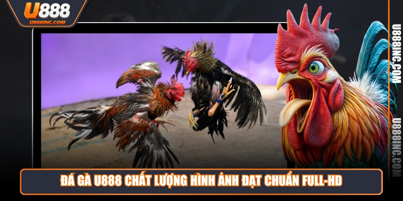 da ga u888 chat luong hinh anh dat chuan full hd Đá Gà U888 chất lượng hình ảnh đạt chuẩn Full-HD