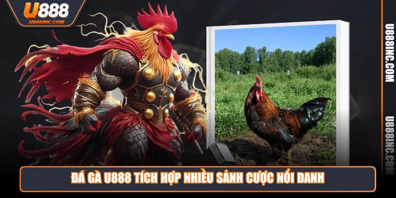 da ga u888 tich hop nhieu sanh cuoc noi danh Đá Gà U888 tích hợp nhiều sảnh cược nổi danh